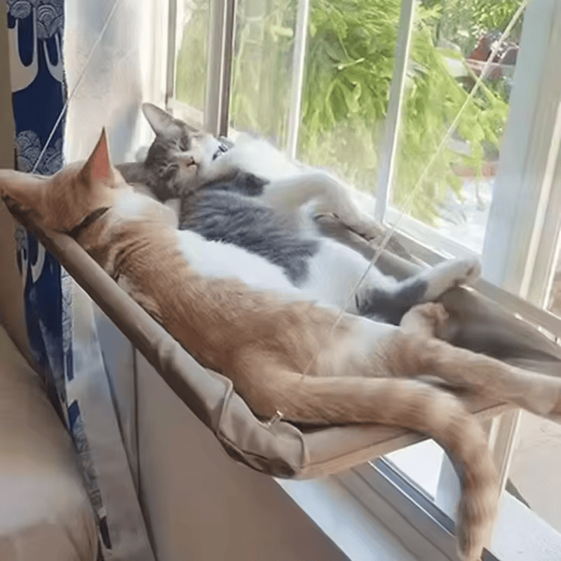 AeroCat™: Su propio espacio para tomar el sol y vigilar el vecindario☀️😽